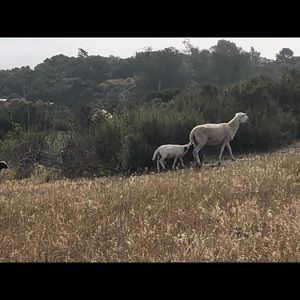 Meet your Posher, Dana